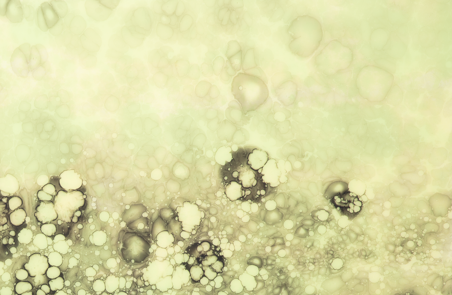 Proliferate