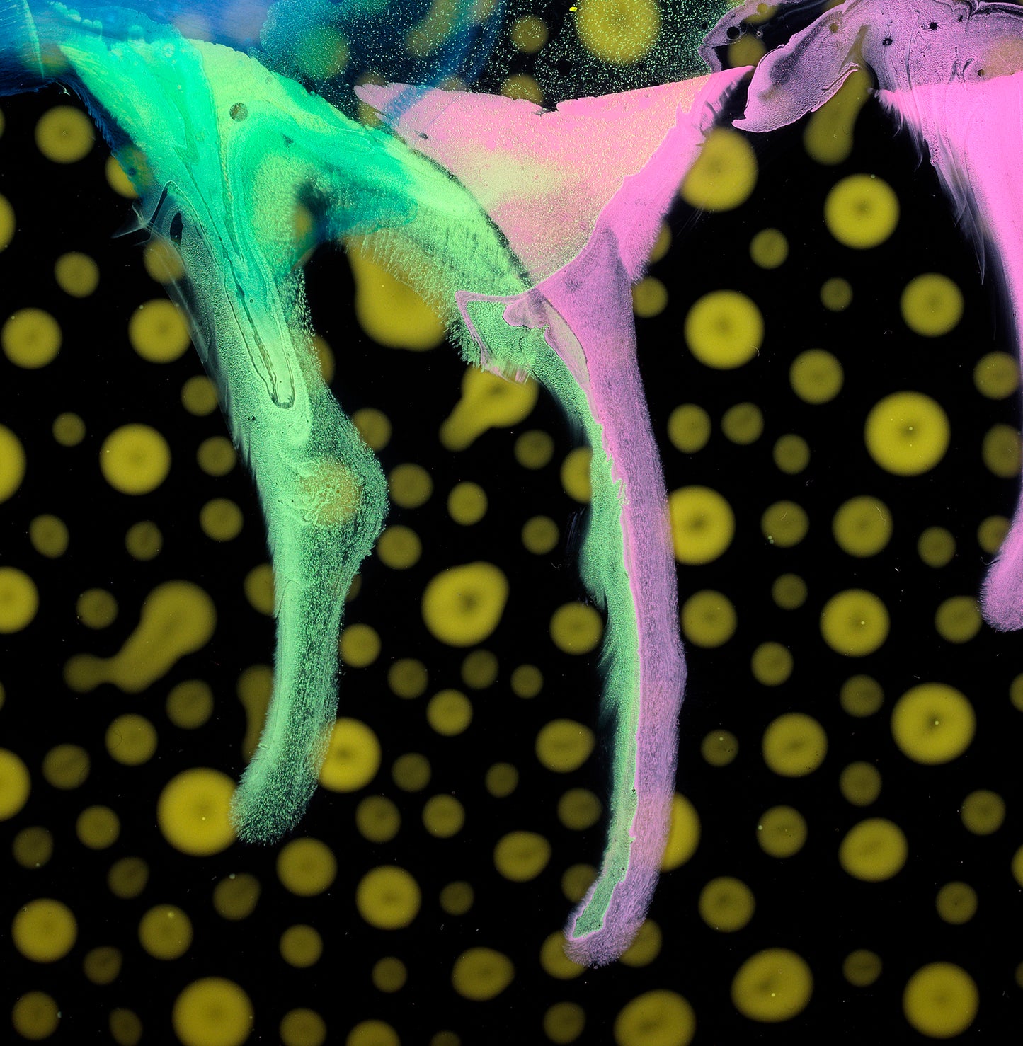 Freak Flag