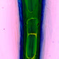 Tongue